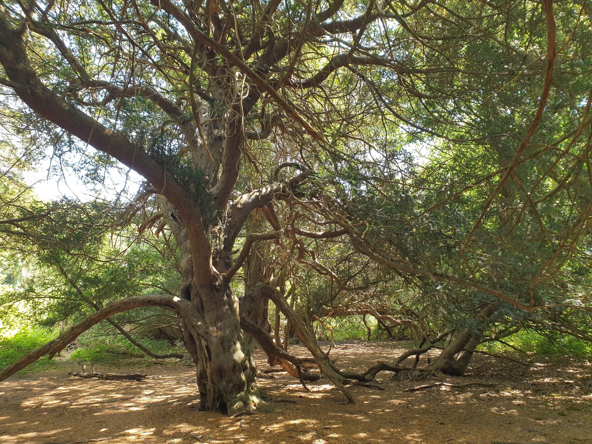 An ancient yew tree with heavy low branches reaching down to the woodland floor at Kingley Vale in West Sussex